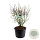 Syringa v. 'Mme Lemoine' 150-175 cm cont. 230L solitair