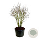 Syringa v. 'Michel Buchner' 150-175 cm cont. 230L solitair