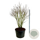 Syringa v. 'Michel Buchner' 150-175 cm cont. 230L solitair