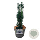 Taxus b. 'Fastigiata Robusta' 40-50 cm P21