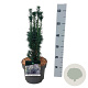 Taxus b. 'Fastigiata Robusta' 40-50 cm P21