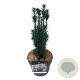 Taxus b. 'Fastigiata Robusta' 40-50 cm P21