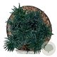 Taxus b. 'Fastigiata Robusta' 40-50 cm P21
