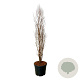 Taxodium dist. Lindsey's Skyward 170-200 cm cont. 55L extra