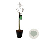 Taxodium dist. 'Pevé Minaret' 60 cm stam 15L