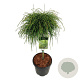 Thuja pl. 'Whipcord' 60 cm stam 15L