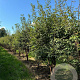 Acer griseum 250-300 cm container meerstammig