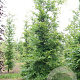 Fagus sylvatica 18-20 HO draadkluit geveerd