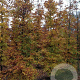 Fagus sylvatica 18-20 HO draadkluit geveerd