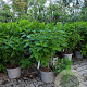 Hydrangea paniculata 'Silver Dollar' 50-60 cm 10L