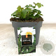 Anemone Elfin Swan GM 2,0L
