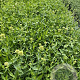 Centranthus ruber 'Albus' GM 2,0L