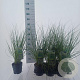 Cortaderia s. Tiny Pampa 60 cm 2,0L