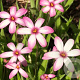 Rhodoxis 'Ria' GM P9