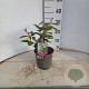 Elaeagnus ebbingei 40-50 cm 2,0L