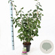 Elaeagnus ebbingei 40-50 cm 2,0L