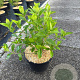 Hydrangea pan. 'Limelight' 30-40 cm 5,0L