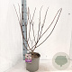 Hydrangea pan. Vanille-Fraise 70-80 cm 5,0L