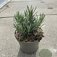 Lavandula ang. 'Munstead' GM 2,0L