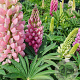 Lupinus p. 'Lupini Pink Shades' GM P9