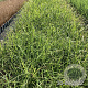 Miscanthus sinensis GM 2,0L