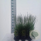 Molinia caerulea 'Moorflamme' 40-70 cm 2,0L