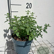 Nepeta 'Walker's Low' GM 2,0L