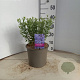 Perovskia atripl. 'Prime Time' 40-45 cm 5,0L