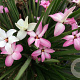 Rhodoxis Fairy Kisses GM P9