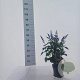Salvia Rockin Fuchsia 55-60 cm 2,5L