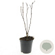 Physocarpus opulif. 'Diabolo' GM C1.3