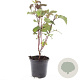 Physocarpus opulif. 'Diabolo' GM C1.3