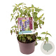 Agastache rugosa 'Little Adder' GM 2,0L