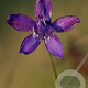 Delphinium (E) 'M.F. D.B.Dark Bee' GM 2,0L