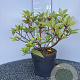 Hydrangea pan. 'Wim's Red' 30-40 cm 4,5L