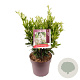 Ligustrum j. 'Texanum' 40-45 cm 10L
