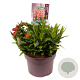 Penstemon Polaris Red GM C5
