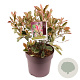 Photinia fraseri Louise 35-40 cm 10L