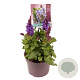 Salvia sylv. Blue Marvel GM 2,0L