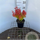 Berberis thunb. 'Orange Ice' 25-30 cm 2,5L
