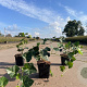Hedera hibernica 30-40 cm P9