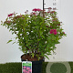 Spiraea jap. 'Anthony Waterer' 25-30 cm 3,0L