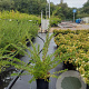 Spiraea nipp. 'Snowmound' 40-50 cm 3,0L