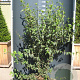 Cornus mas 175-200 cm 20L