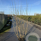 Cornus mas 175-200 cm 20L