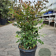Nandina domestica 60-80 cm 10L