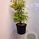 Nandina domestica 60-80 cm 10L