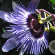 Passiflora 'Purple Haze' 150-175 cm 5,0L