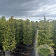 Taxus baccata 125-150 cm 20L
