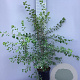 Spiraea vanhouttei 80-100 cm 5,0L